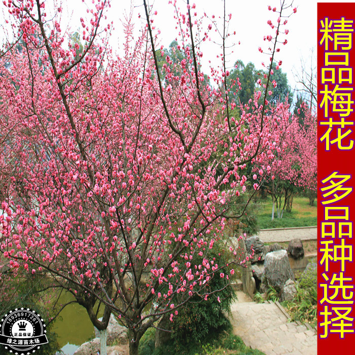 庭院绿化植物梅花树苗盆栽地栽梅花苗红梅榆叶梅美人梅绿梅腊梅