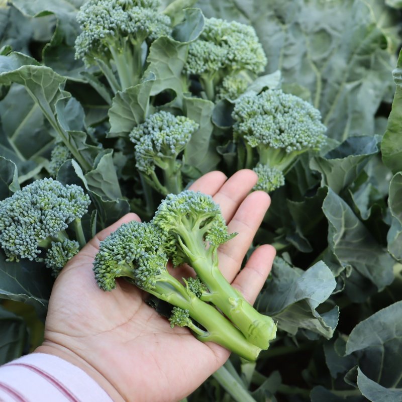 西兰苔种子带茎食用有机西兰花芥蓝种籽秀兰西洋芥蓝农家四季蔬菜