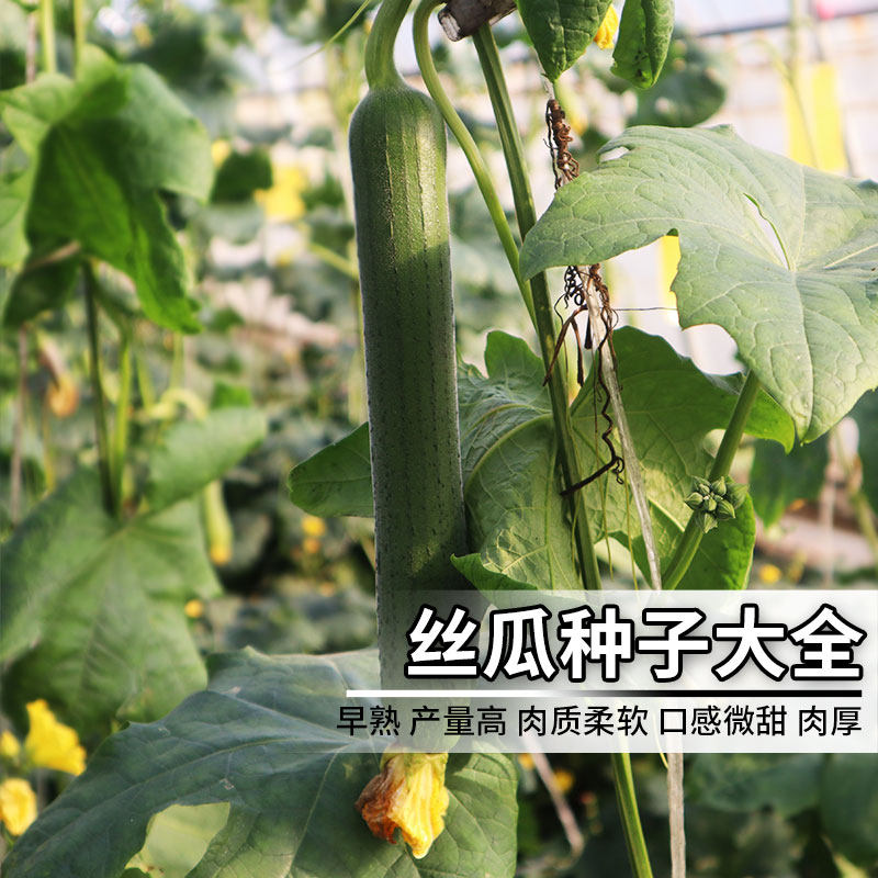 丝瓜种子水瓜农家特菜棱丝瓜种籽四季丝瓜春季蔬菜种孑爬藤春夏秋