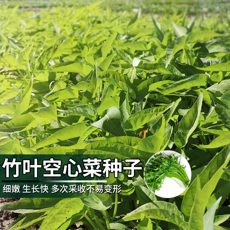 竹叶柳叶空心菜种子大全藤藤菜通菜种籽农家四季阳台盆栽蔬菜种孑