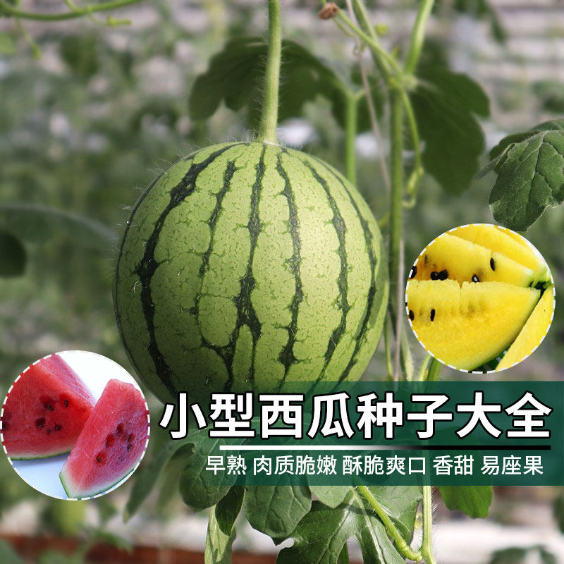 北京农科院生产京秀小型西瓜种子京颖京阑黄皮黄肉西瓜籽水果种孑