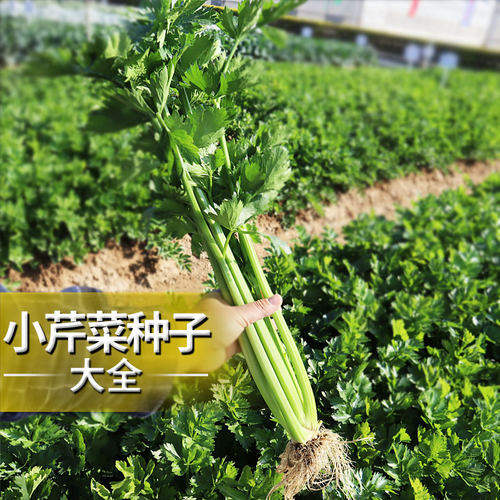 芹菜种籽速生小香芹种子四季香味浓细芹庭院阳台盆栽蔬菜种孑 - 封面