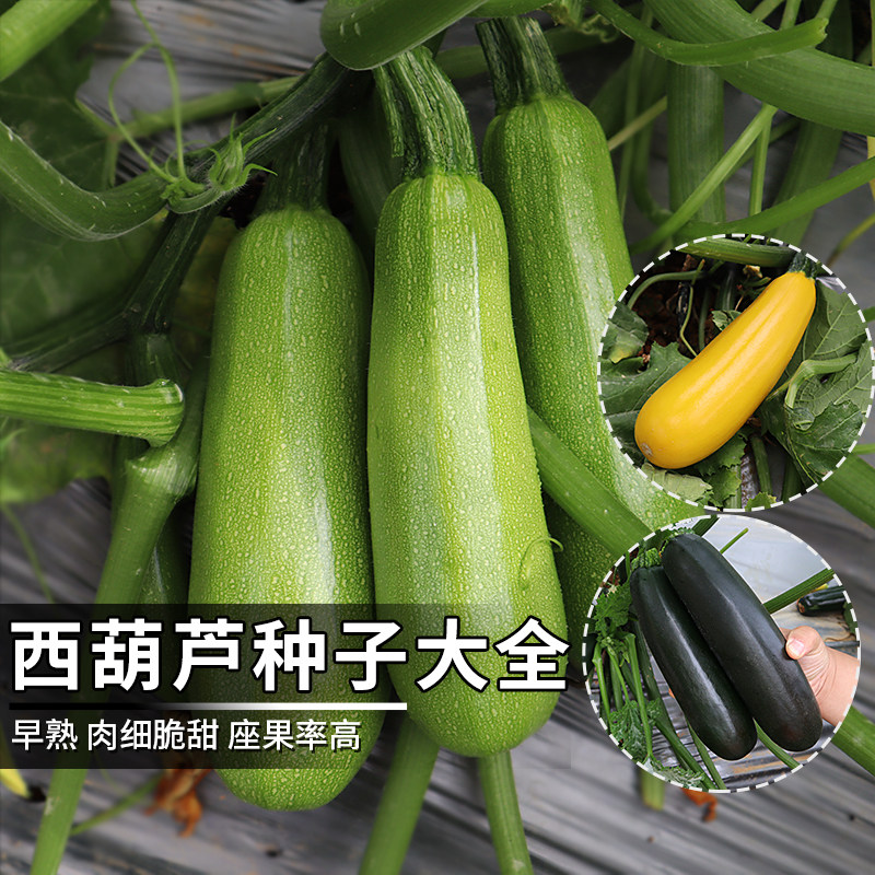 西葫芦种子香蕉西葫芦种籽菜种香蕉瓜黑美人阳台盆栽农家蔬菜种孑