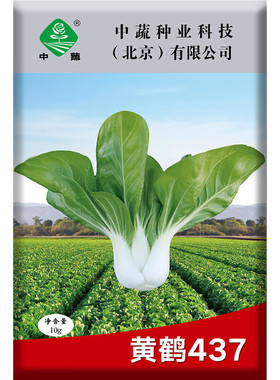 中蔬中国农科院种子小青菜籽上海青种子中蔬黄鹤437青梗菜种子