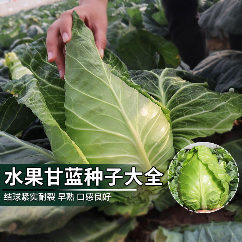 水果甘蓝种子大全春丰牛心炮弹甘兰种籽四季阳台种菜青菜蔬菜种孑