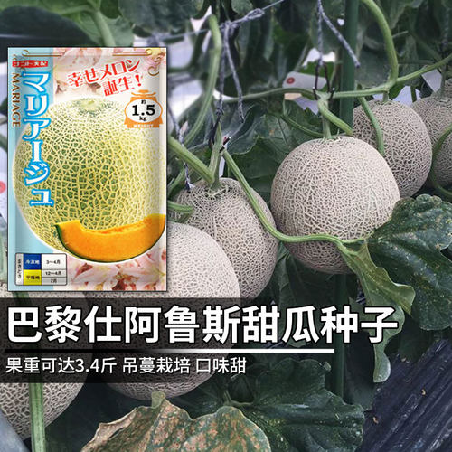 网纹甜瓜籽厚皮瓜种子阿鲁斯巴黎仕100粒四季播瓜籽种甜瓜种孑 - 封面
