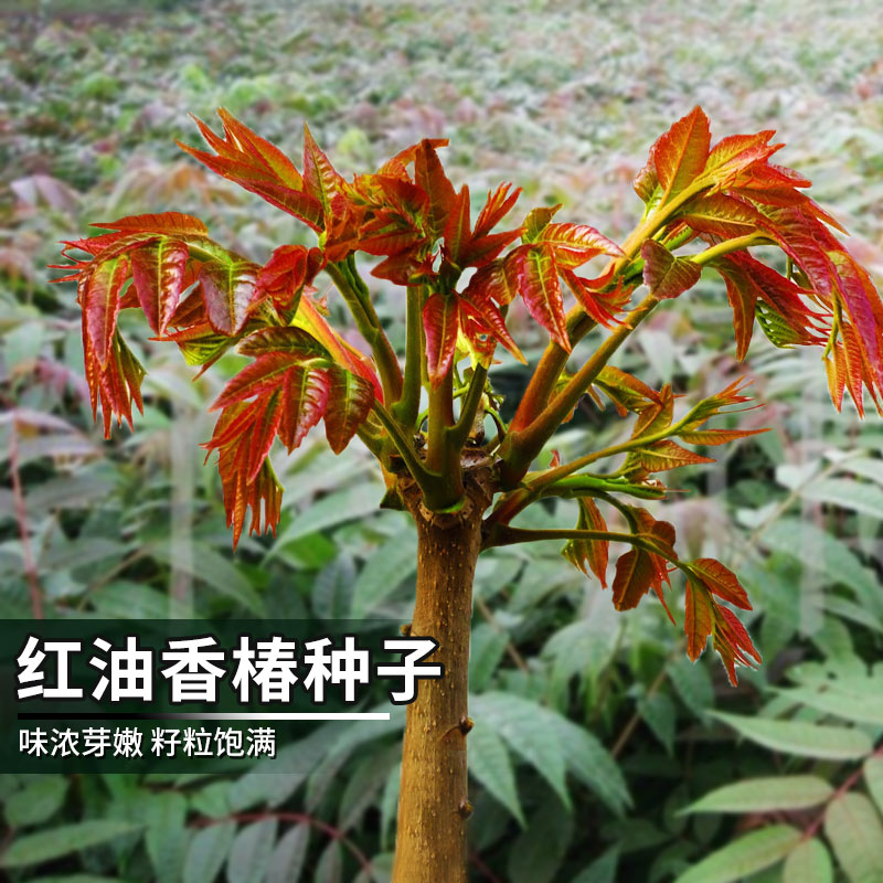 红油香椿种子阳台盆栽四季