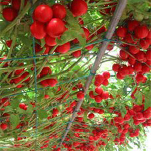 番茄树种子小西红柿种籽四季秋季农家种植千禧圣女果蔬菜种孑