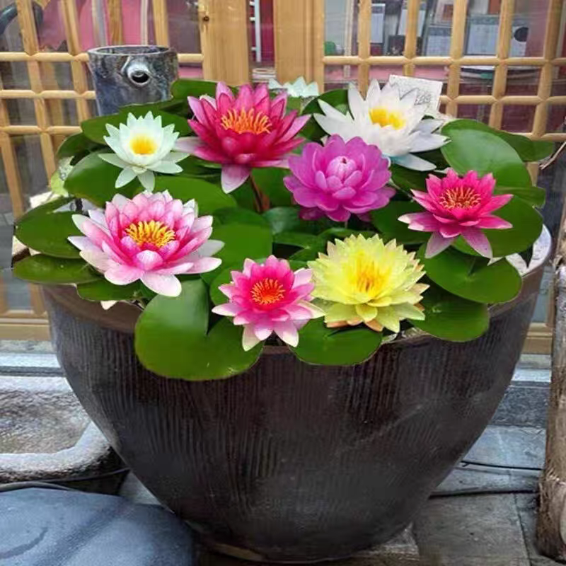 水培碗莲种籽子四季睡莲荷花水养植物种藕缸养盆栽铜钱草草籽种孑