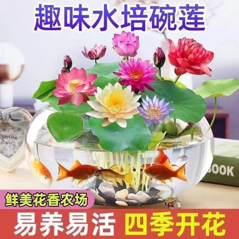 水培碗莲种籽子四季睡莲荷花水养植物种藕缸养盆栽铜钱草草籽种孑