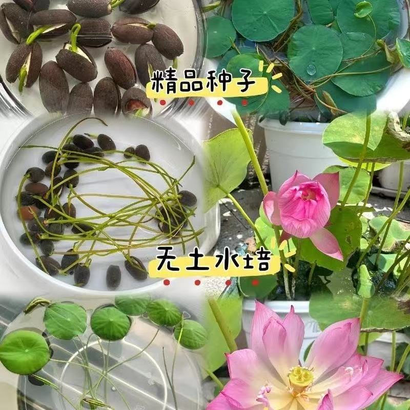 水培碗莲种籽子四季睡莲荷花水养植物种藕缸养盆栽铜钱草草籽种孑