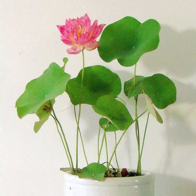 水培碗莲种籽子四季睡莲荷花水养植物种藕缸养盆栽铜钱草草籽种孑