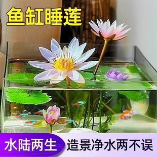 饰绿植盆栽植物户外四季 正宗水培碗莲种子迷你莲花荷花种子装 开花