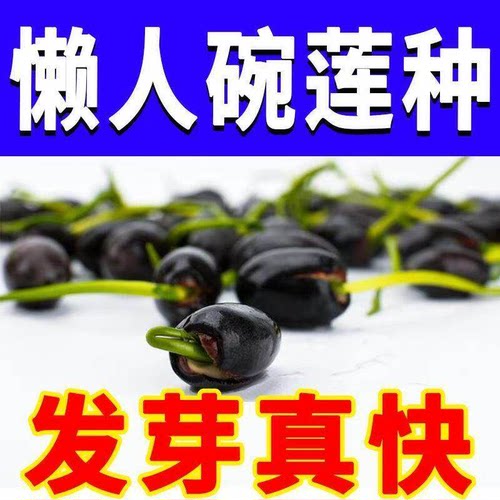 水培碗莲种籽子泗季睡莲荷花水养植物种藕缸养盆栽铜钱草草籽种孑