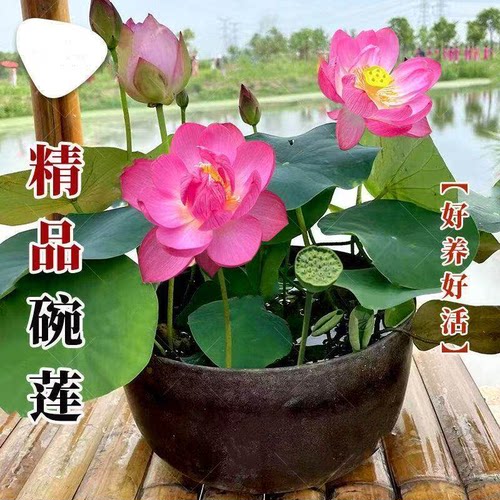 水培碗莲种籽子泗季睡莲荷花水养植物种藕缸养盆栽铜钱草草籽种孑