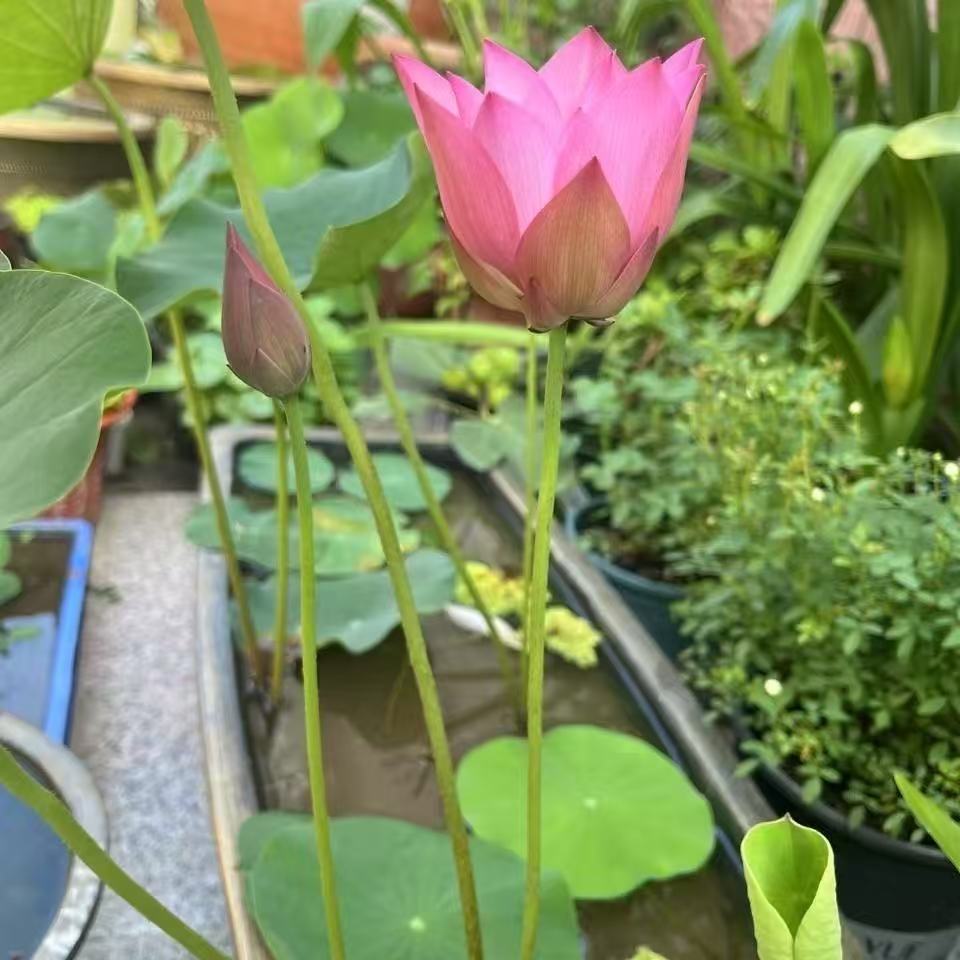 水培碗莲种籽子四季睡莲荷花水养植物种藕缸养盆栽铜钱草草籽种孑