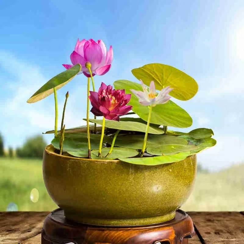 水培碗莲种籽子四季睡莲荷花水养植物种藕缸养盆栽铜钱草草籽种孑
