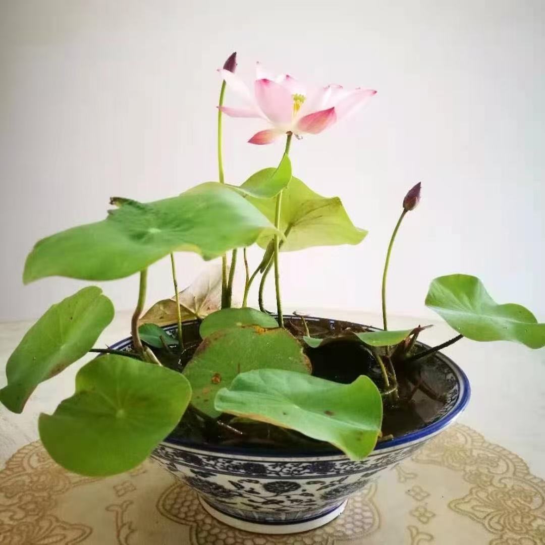 水培碗莲种籽子四季睡莲荷花水养植物种藕缸养盆栽铜钱草草籽种孑
