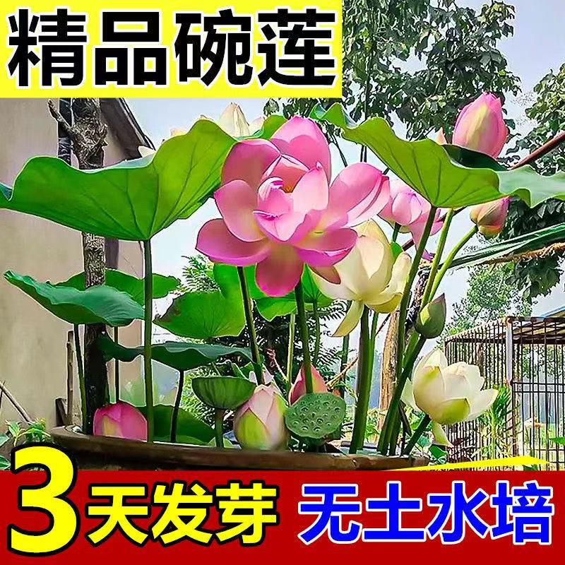 水培碗莲种籽子四季睡莲荷花水养植物种藕缸养盆栽铜钱草草籽种孑