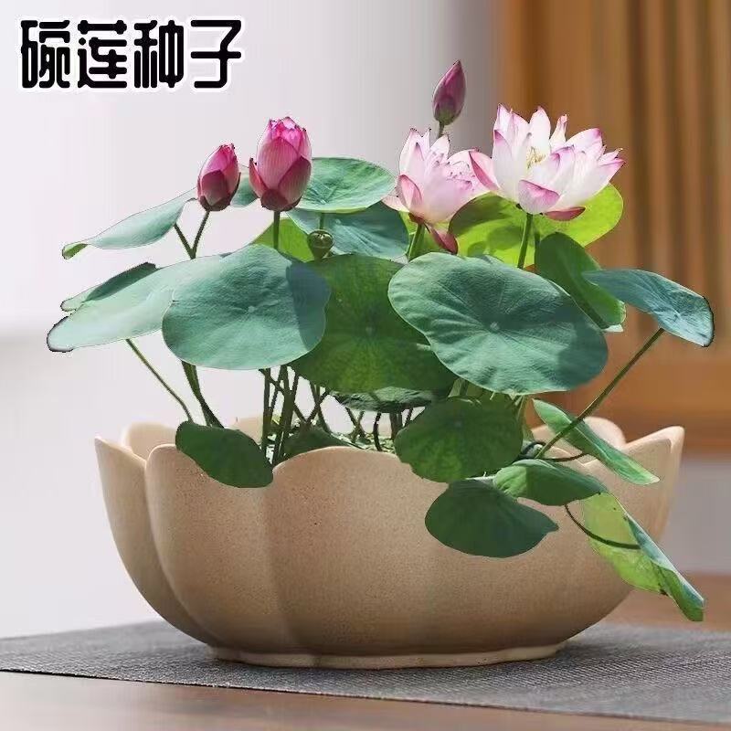 水培碗莲种籽子四季睡莲荷花水养植物种藕缸养盆栽铜钱草草籽种孑