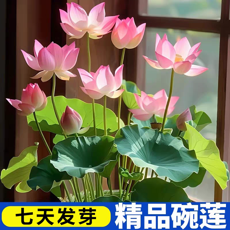 水培碗莲种籽子四季睡莲荷花水养植物种藕缸养盆栽铜钱草草籽种孑