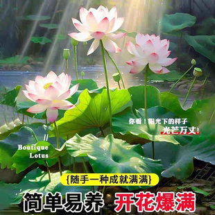 饰绿植盆栽植物户外四季 正宗水培碗莲种子迷你莲花荷花种子装 开花