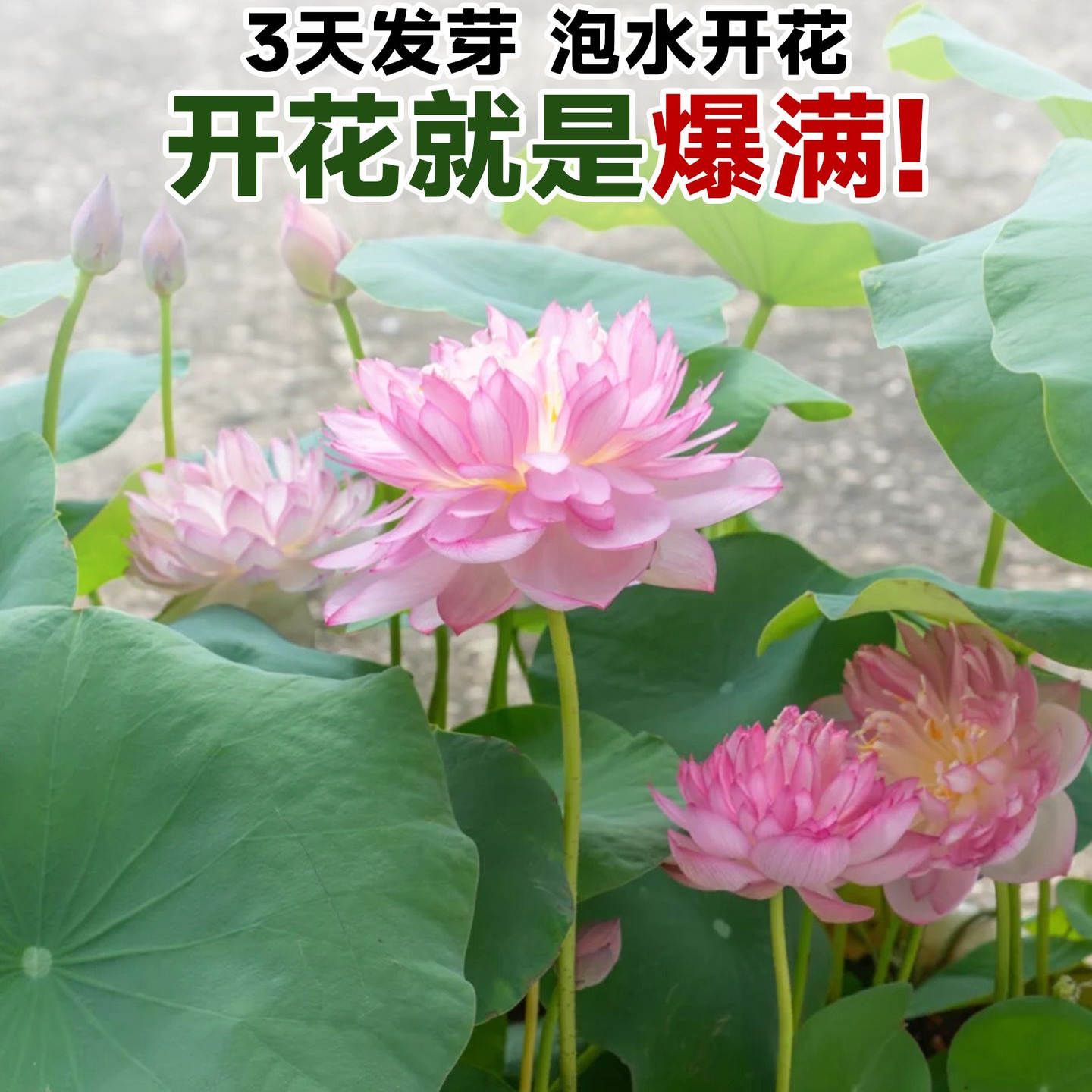 水培碗莲种籽子四季睡莲荷花水养植物种藕缸养盆栽铜钱草草籽种孑