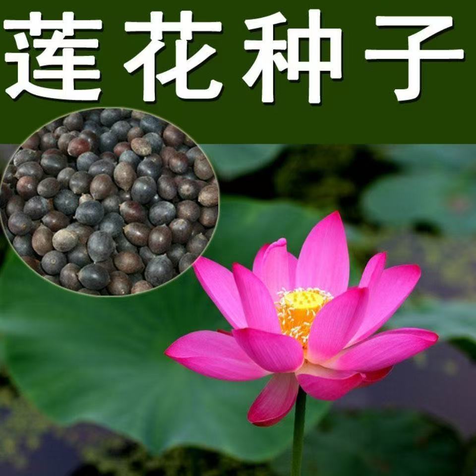 水培碗莲种籽子四季睡莲荷花水养植物种藕缸养盆栽铜钱草草籽种孑