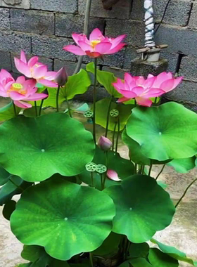 【水培开花】莲花懒人水养开花碗莲水培植物荷花阳台和鱼共养