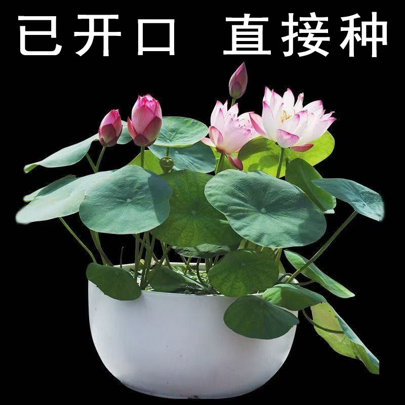 水培碗莲种籽子四季睡莲荷花水养植物种藕缸养盆栽铜钱草草籽种孑