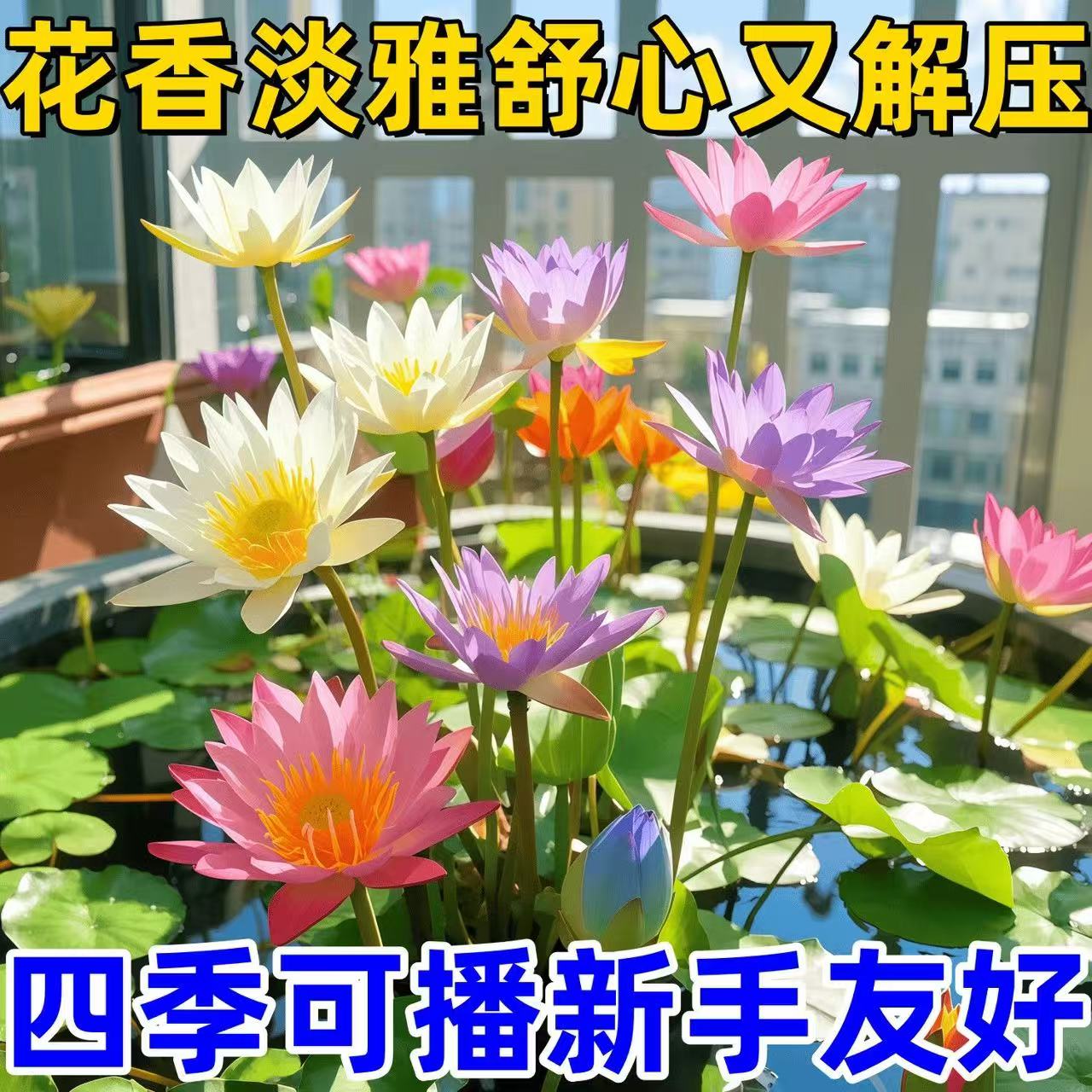 水培碗莲种籽子四季睡莲荷花水养植物种藕缸养盆栽铜钱草草籽种孑