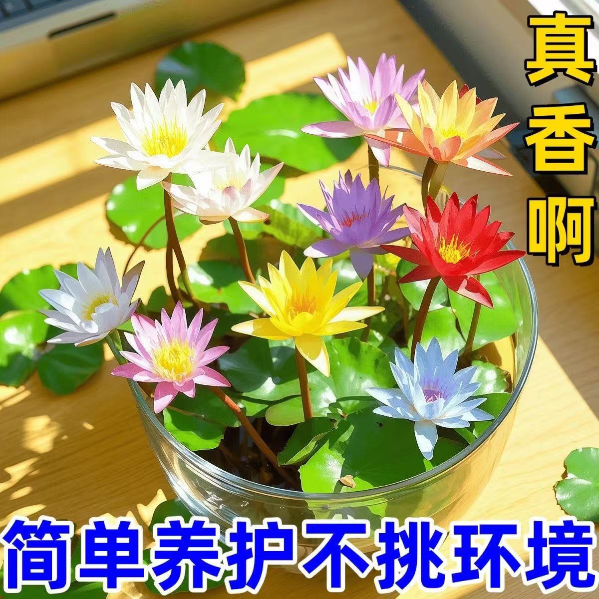 水培碗莲种籽子四季睡莲荷花水养植物种藕缸养盆栽铜钱草草籽种孑