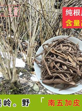 神农架高山 南刺五加皮白刺目骨追风使泡酒腰腿250克滋补药材包邮
