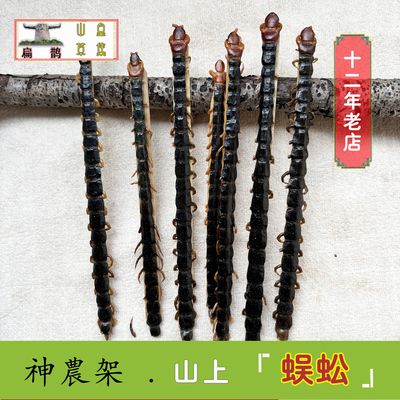 秦岭天然蜈蚣药材高含量