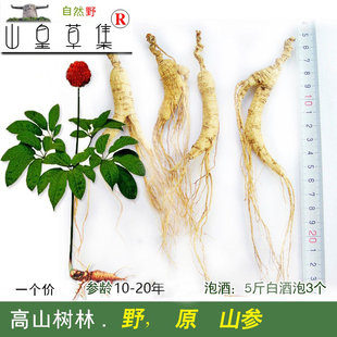 2个 神农架深山 20年高龄山参林下参药材泡酒煲汤滋补 包邮 人参10