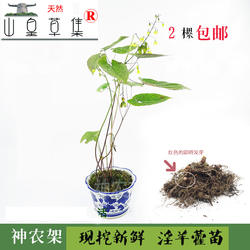 神农架 淫羊藿仙灵脾草药材苗新鲜采挖一颗移栽滋补 满2棵包邮