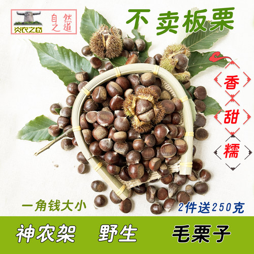 新鲜野生毛栗子生小板栗子香糯甜