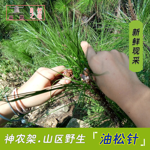 神农架纯野生新鲜松针叶500克油松针松针茶现摘现卖 2件包邮