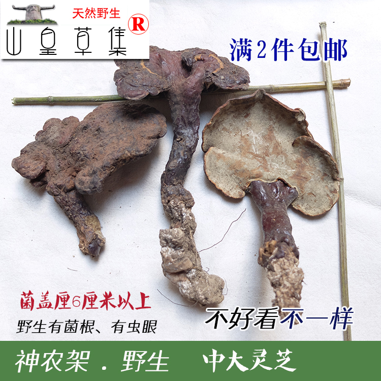 神农架 野生赤灵芝菌无掺假精选整棵非紫中大灵芝有虫眼100克包邮