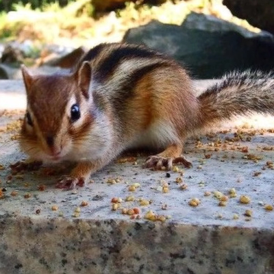 活宠物小萌宠花鼠玩偶包活包邮花鼠小宠异宠宠物玩具飞鼠