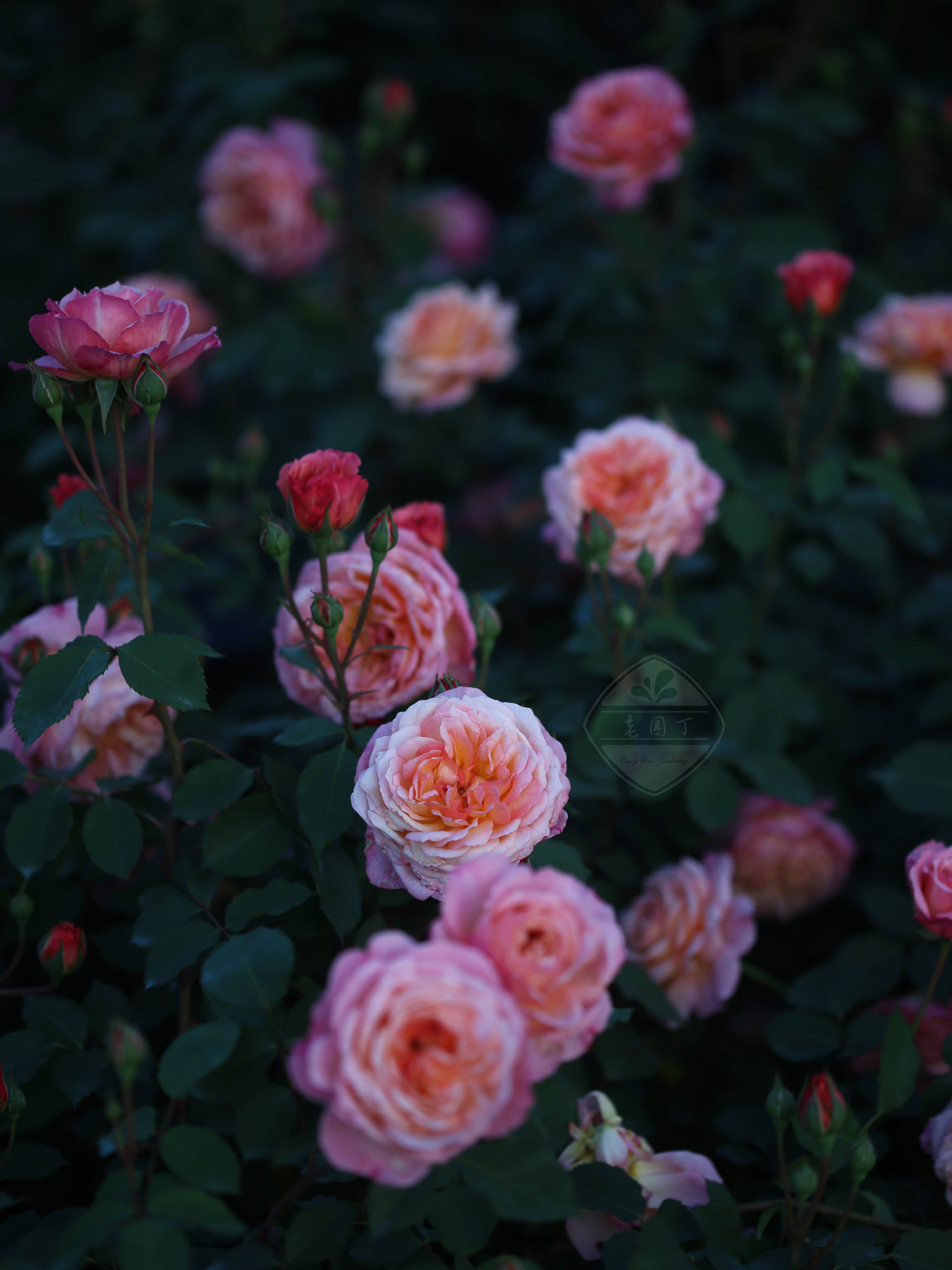 浪漫阳光安德烈杜加德新星火龙果说愁中苗 老园丁庭院月季盆栽