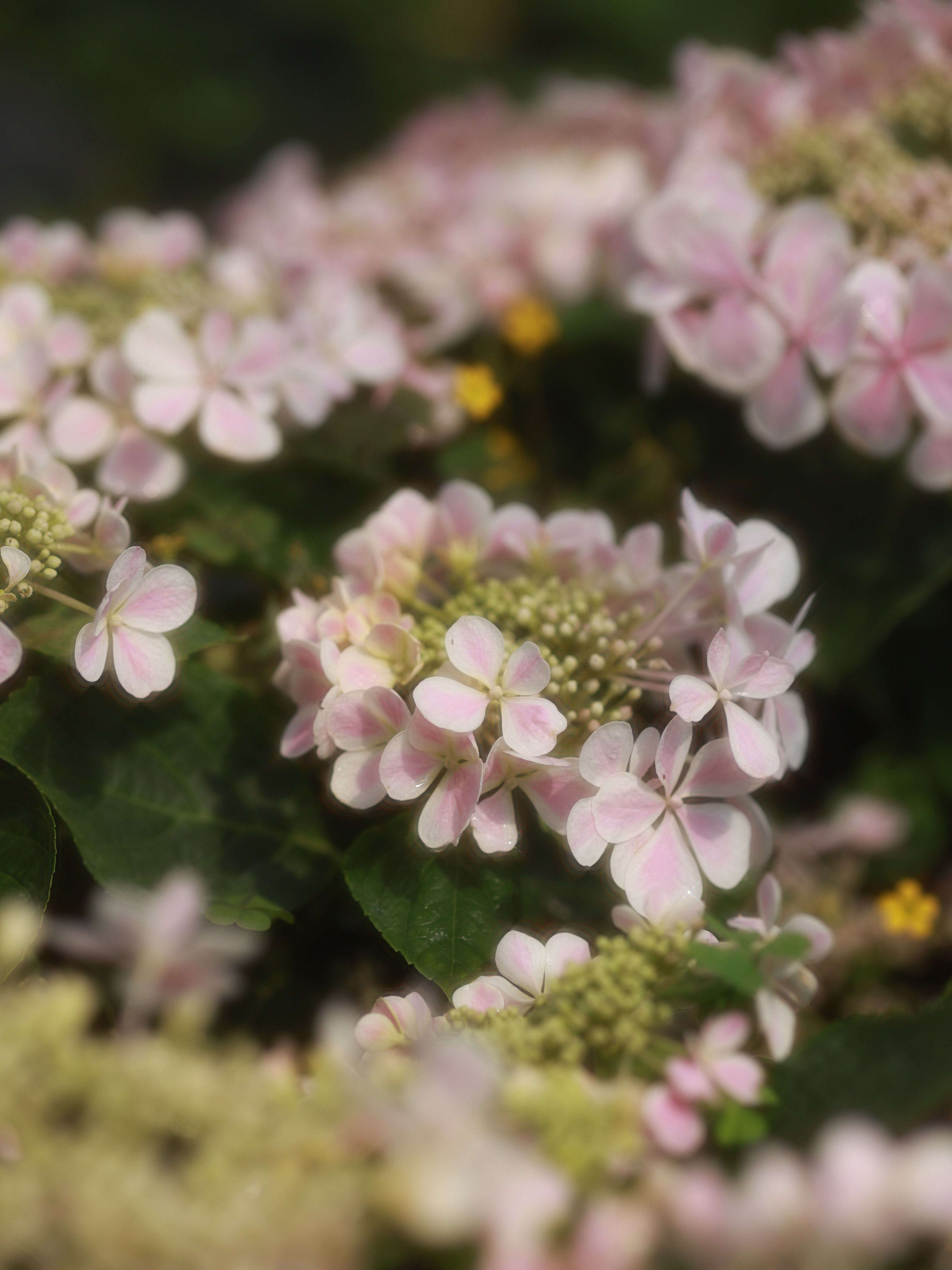 八仙型绣球墨田花火法国康康舞纱雷王萨沙老园丁庭院盆栽花卉