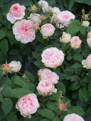 奥斯汀切花月季 P11盆朱丽叶凯丽康斯坦斯碧翠丝老园丁