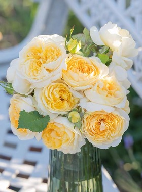 天狼月季授权鹅黄3.5L黄色灌木丰花老园丁庭院盆栽根接