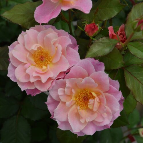 木村卓功月季卢浮宫大苗橙粉色丰花灌木老园丁盆栽庭院花卉