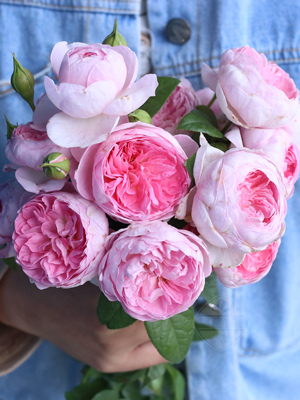 粉色藤本我的心月季盆栽老园丁