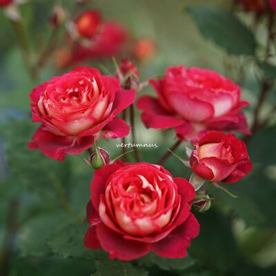 老园丁马萨德月季复古色强健花园