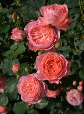 木村授权 浪漫芭蕾 橙色多头小包子强健抗病 藤本月季 老园丁庭院