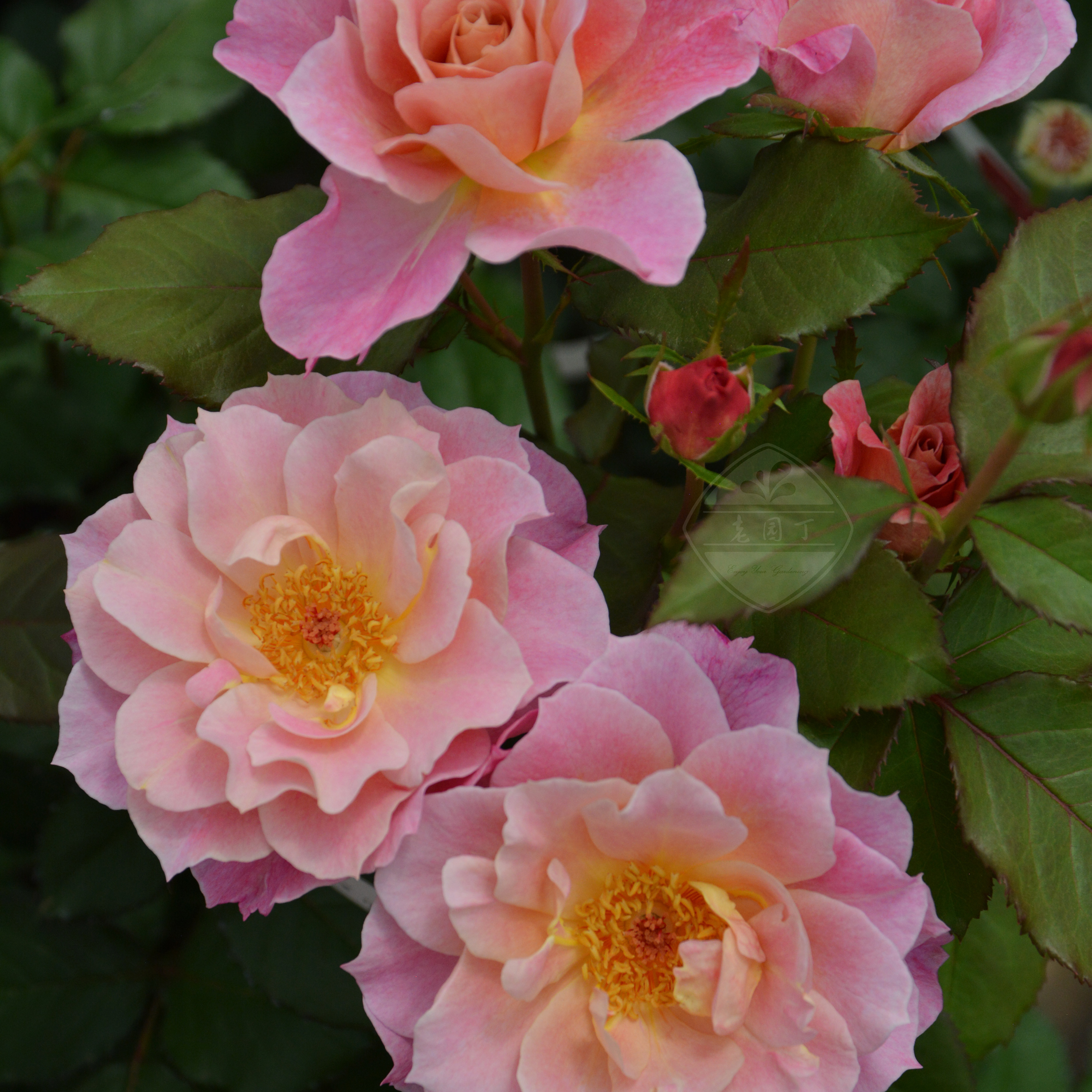 木村卓功授权卢浮宫橙粉色丰花灌木老园丁月季盆栽庭院花卉