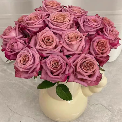 切花月季老园丁庭院盆栽花卉植物